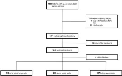 The lowest level of tumor involvement is a significant prognostic factor for upper tract urothelial carcinoma after radical nephroureterectomy: A large retrospective cohort study